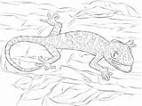 Monito Gecko sketch template