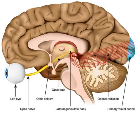 Optic Nerve - The Definitive Guide | Biology Dictionary