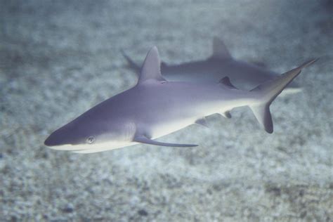 Picture Of A Real Baby Shark - wearimage