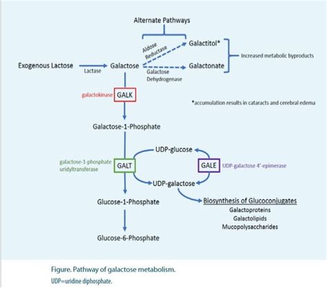 Pathway of galactose metabolism | Chart, Line chart, Diagram