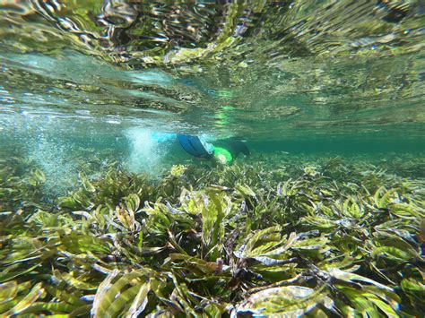 Official words for seagrass in Seychellois Creole - Project Seagrass