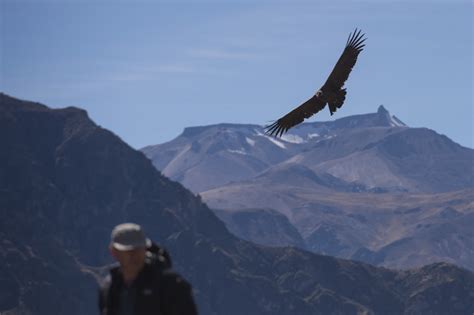 Condors Colca canyon Peru photos and information on Andean condors