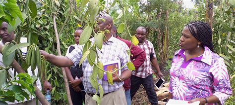 Govt to set seasonal harvesting date as farmers decry vanilla theft ...