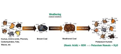 The Secrets of Humic Acid Part 1