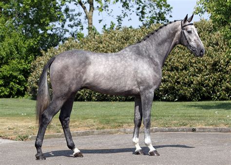 Dakar VDL (Cardento x Nimmerdor x Silbersee) | Dutch warmblood ...