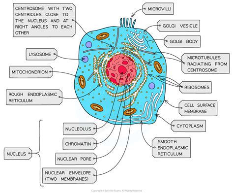 Animal Cell Png Ultrastructure Of A Eukaryotic Cell Ultrastructure ...