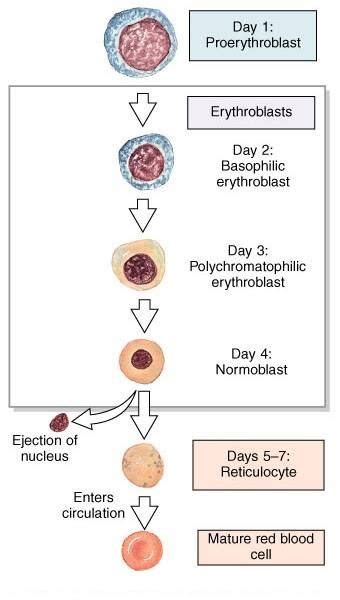 Erythropoiesis Stages in 2023 | Medical laboratory science, Medical laboratory science student ...