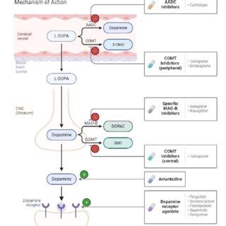 The figure illustrates the mechanism of action of drugs used for... | Download Scientific Diagram