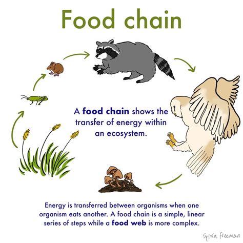 Food Chain — Definition & Examples - Expii | Food chain, Food chain ...