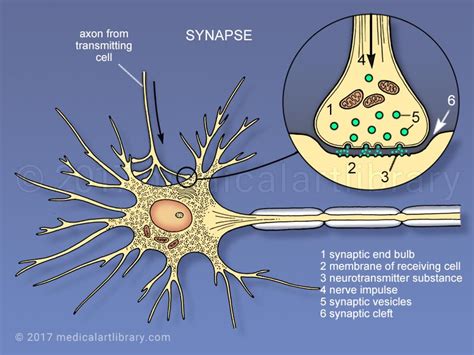 Motor Neuron Synapse