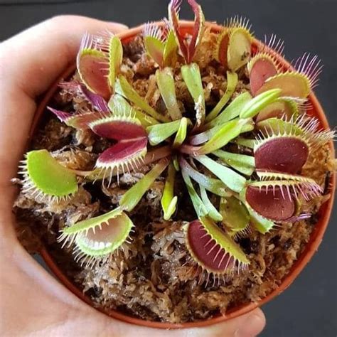 Jual Tanaman carnivora venus flytrap pemakan serangga tumbuhan karnivora | Shopee Indonesia