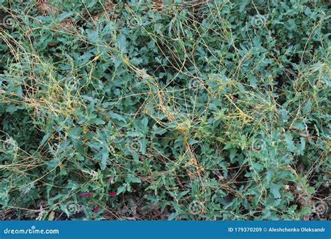 Cuscuta, Parasitic Plant on the Grass Stock Image - Image of european ...