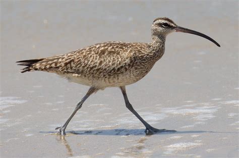 Whimbrel | San Diego Bird Spot