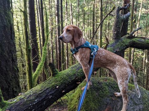 My Treeing Walker coonhound Australian Shepard mix : Gnocchi : coonhounds