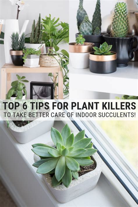 Taking care of succulents indoors...6 tips for plant killers ...