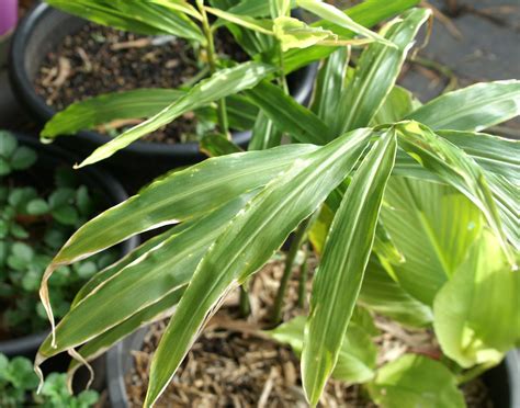 Can you grow Ginger in Melbourne? | Suburban Tomato