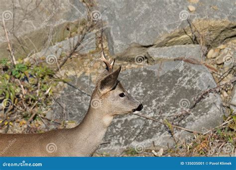 Roebuck with Antlers Walking and Jumping on the Meadow Rock Hill Stock Image - Image of leap ...