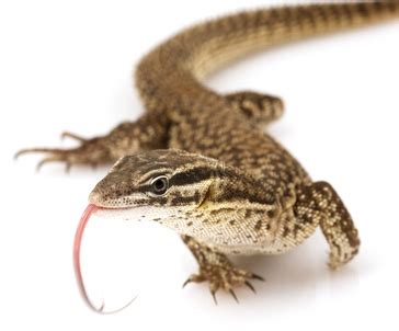 Pet Monitor Lizard Food, Treats, Diet & Nutrition