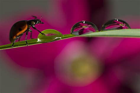 water drop refraction photography flower photography