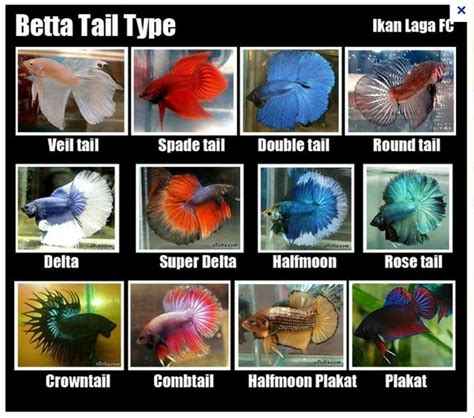 the different types of betta fish are shown in this poster, which shows their colors