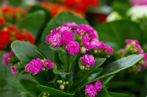 Extremely Amazing Facts About Kalanchoe Plants | Plants, House plants, Types of succulents