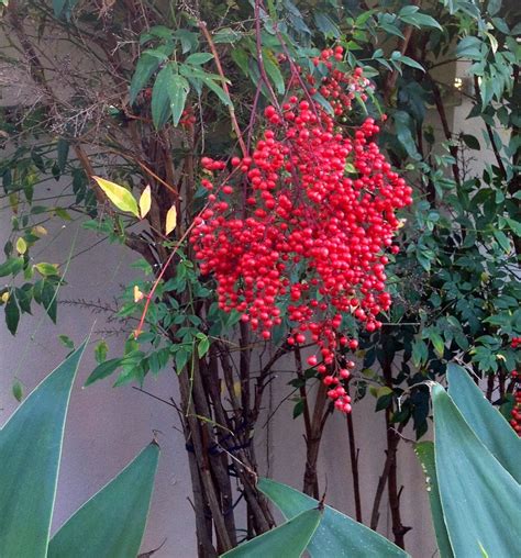 Nandina Domestica...late summer red berries. | Red berries, Plants, Garden