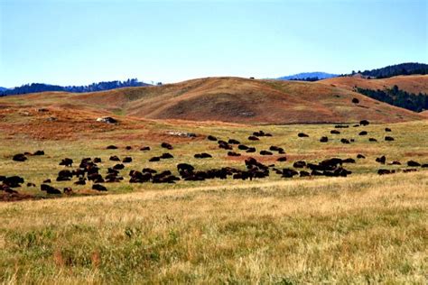 Custer State Park: A Black Hills Gem - RVing with Rex