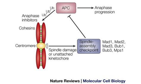 | Kinetochore function and anaphase progression. The spindle-assembly... | Download Scientific ...