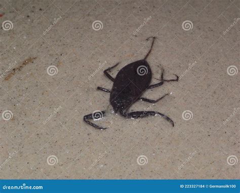 Water Scorpion Nepa Cinerea. Stock Photo - Image of fresh, beetle: 223327184