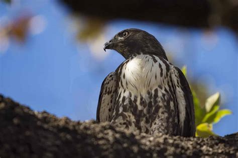 Hawks In Georgia: 9 Species You've Got To See In This State