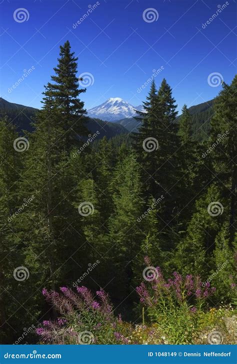 Pacific Northwest Wildflowers Stock Image - Image of mountain, summer ...