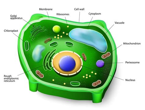 Organelles | Biology Quiz - Quizizz