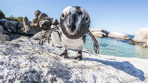 The penguins of Boulders Beach | Luxury African Safaris,South America & South Asia Tours|andBeyond