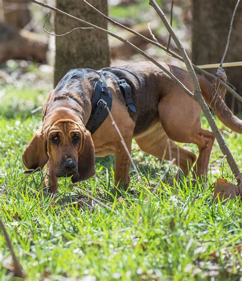 Bloodhound Dog Breed Center - Getting To Know Their Pros and Cons