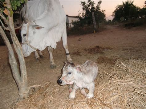 sulochana's diary: A male baby cow born just now