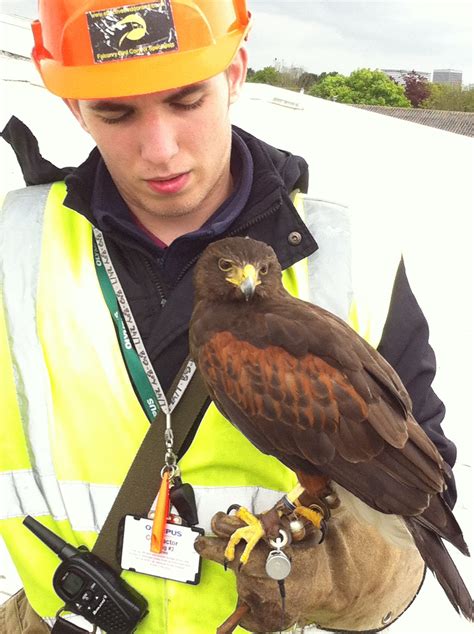 Falconry Bird Control | Effective Bird Control