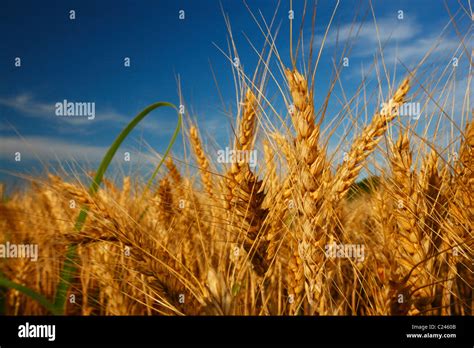 Wheat field close up Stock Photo - Alamy