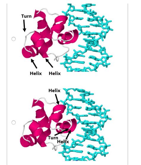 Solved A helix-turn-helix motif is found in many | Chegg.com