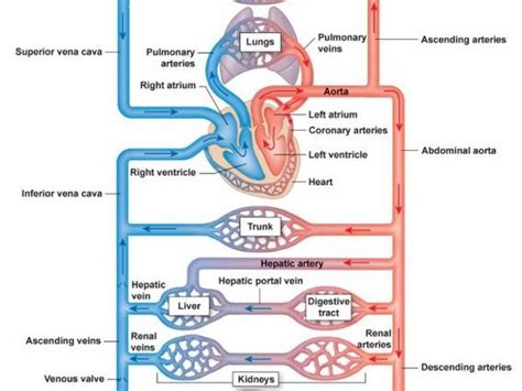 Circulatory system of a mammal | Teaching Resources