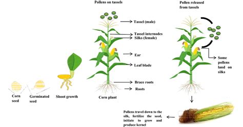 Process of pollination in maize plant | Download Scientific Diagram