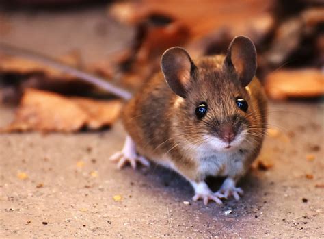 Frequent questions about mice - Welcome Wildlife