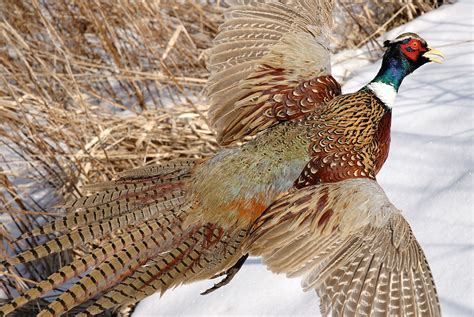 ringneck pheasant photography - Google Search | Птицы