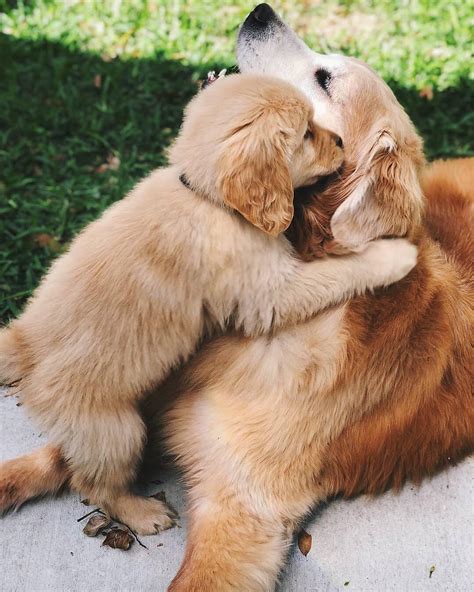 PURE LOVE !! 😍🐶 : r/goldenretrievers