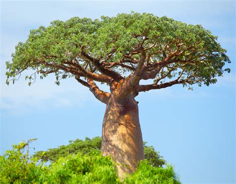 Can this tree provide financial security for 10 million people in ...