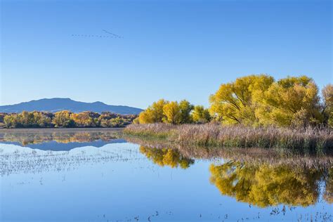 Bosque del Apache National Wildlife Refuge — Bryan Holliday Photography