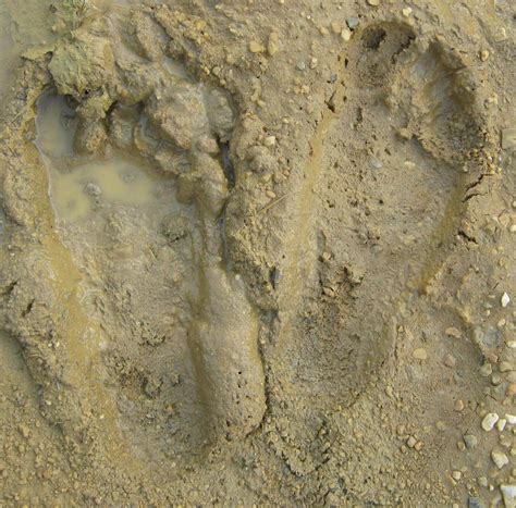 Muddy Footprints by fuzzyslipperlogic on DeviantArt