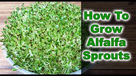 Alfalfa Sprouts Growing