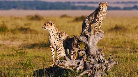 Cheetah Safaris in Kenya | Cheetah Tours | Kenya Safaris Tours | Kenya