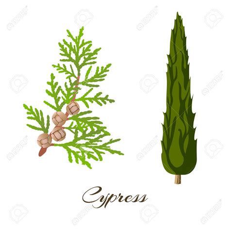 Cypress clipart - Clipground