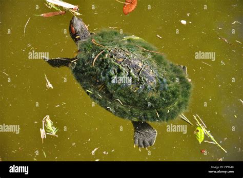 Turtles in pond - red eared slider Stock Photo - Alamy